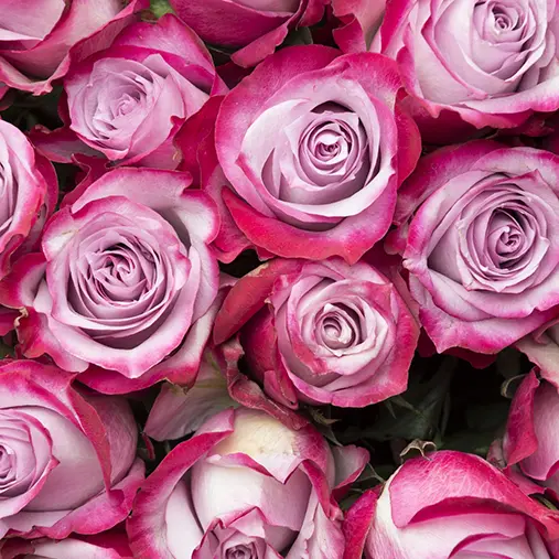All Roses