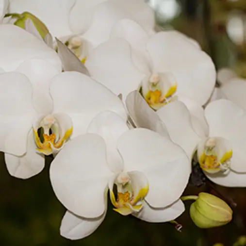 Orchid Plants