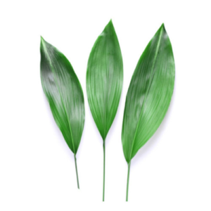 ASPIDISTRA BU.