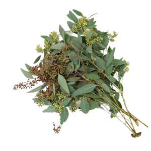 EUCALYPTUS SEEDED BU.