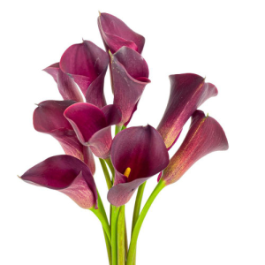 Calla Mini 10 Stem Bunch