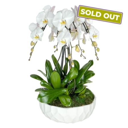 swan orchid garden