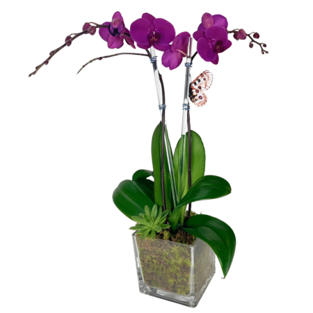 purple serenade