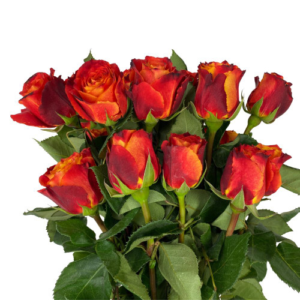 ROSE 50 CM 24 STEM.