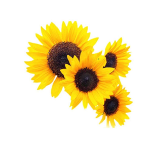 SUNFLOWER SMALL/MED 5 STEM BU