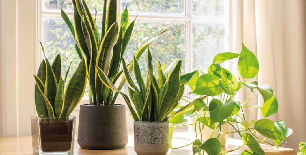 benefits of houseplants 2 hz