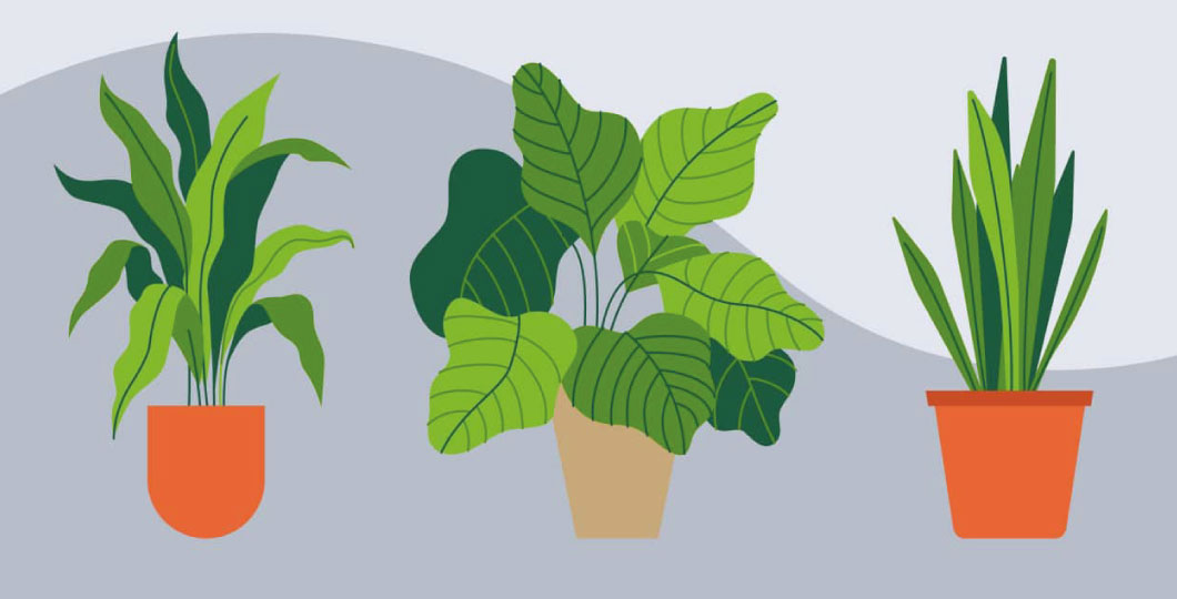 benefits of houseplants 4