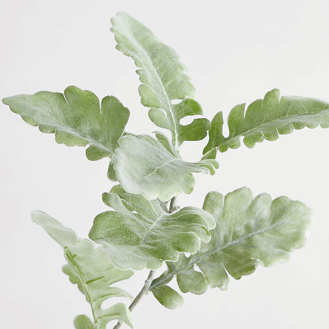 greens galore dusty miller