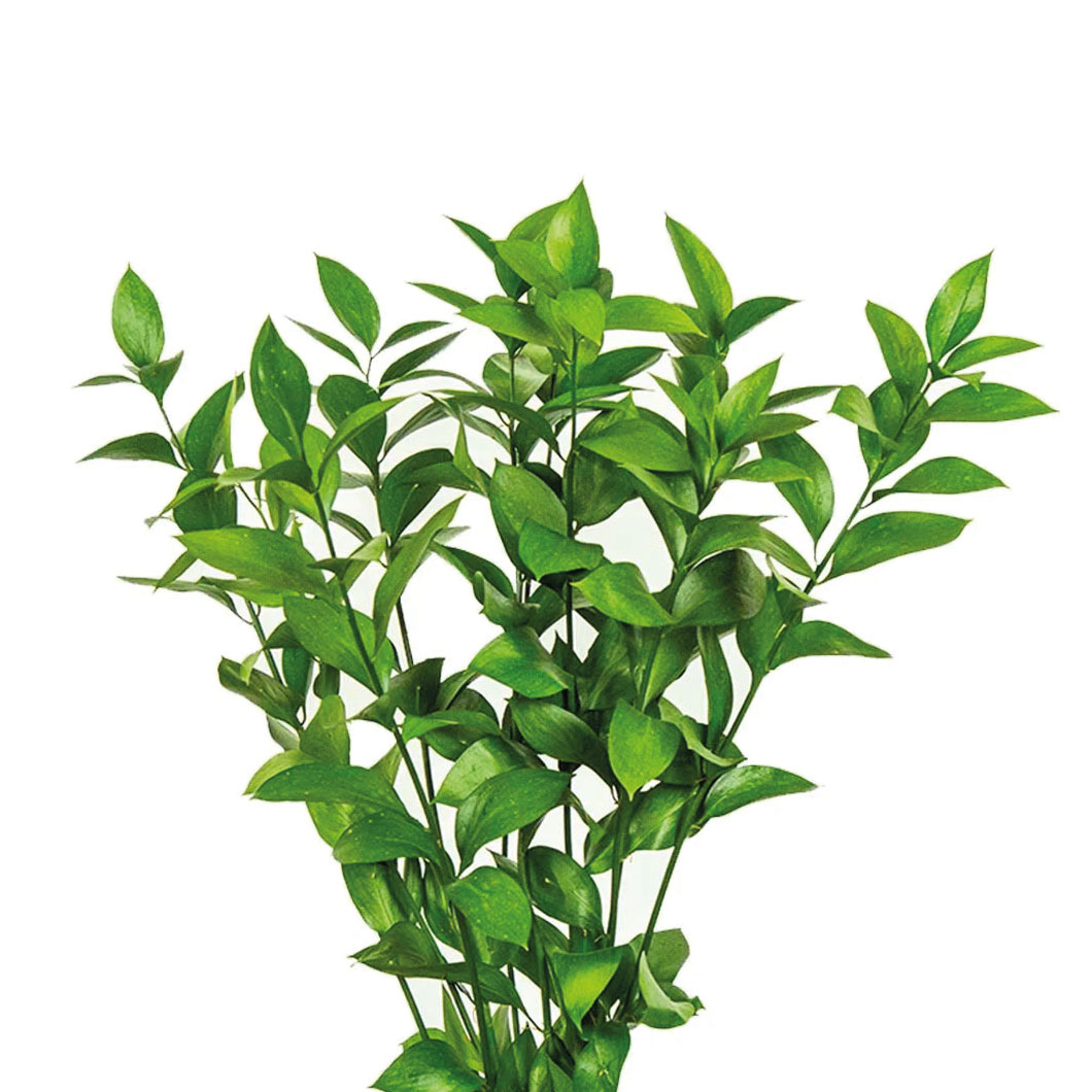 greens galore israeli ruscus