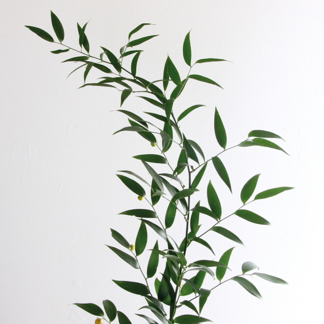 greens galore italian ruscus