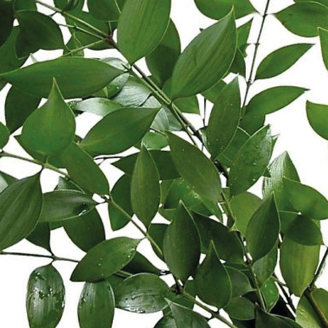 greens galore italian ruscus2