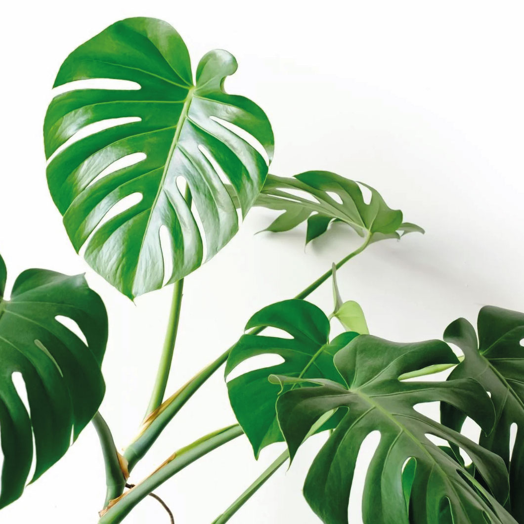 greens galore monstera leaf
