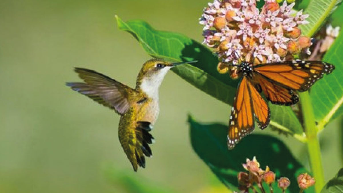 heroes of pollination