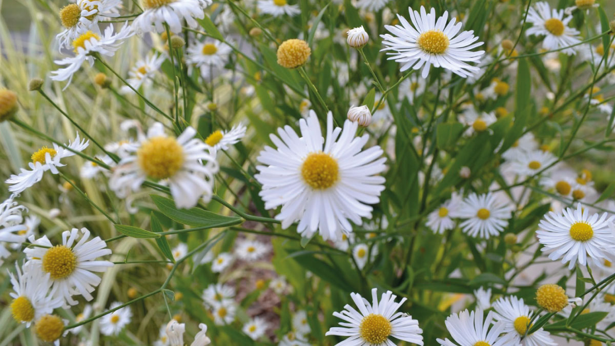 heroes of pollination2
