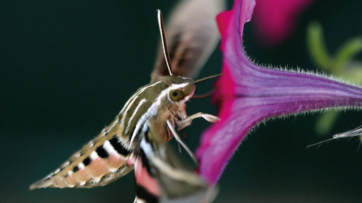 heroes of pollination5
