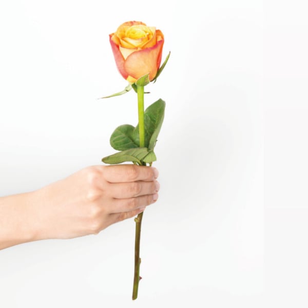how do i care for my cut rose
