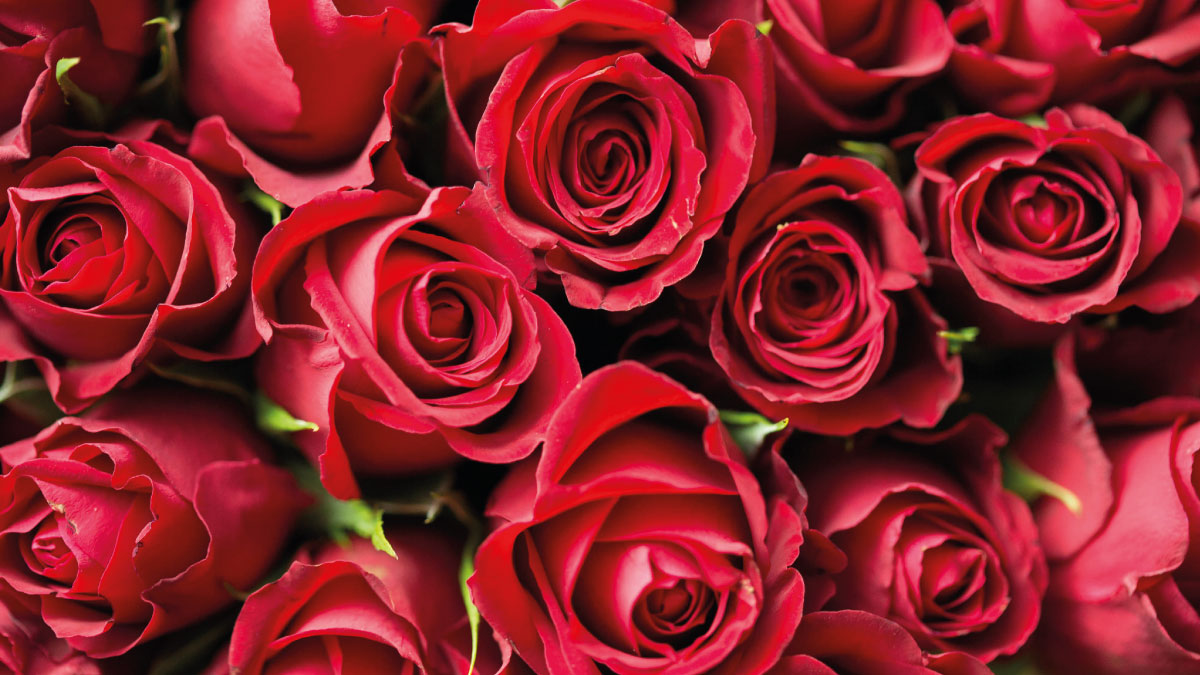 how do i care for my cut rose2