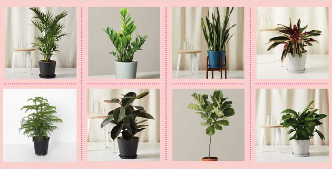 indoor potted plants