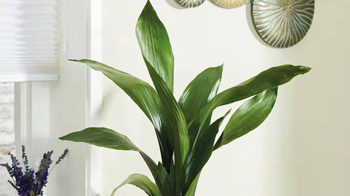 indoor potted plants2