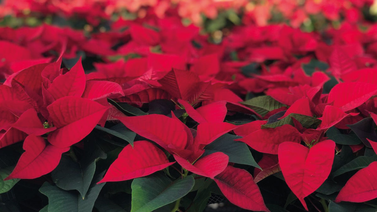 poinsettia2