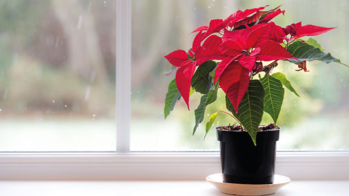 poinsettia3