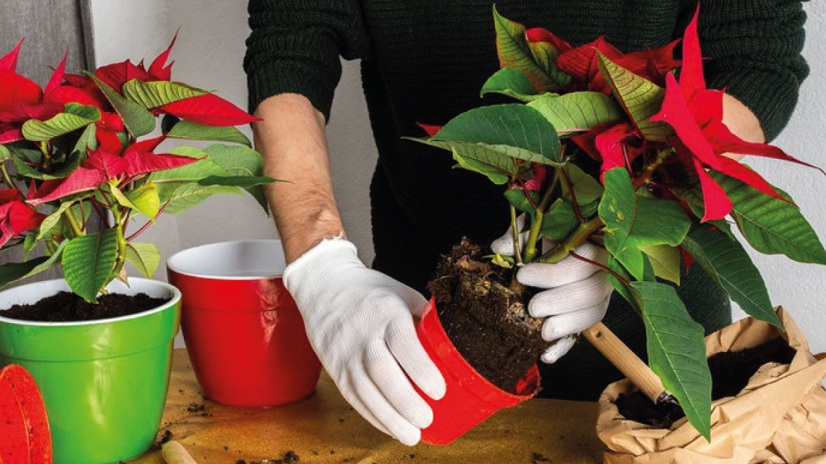 poinsettia4