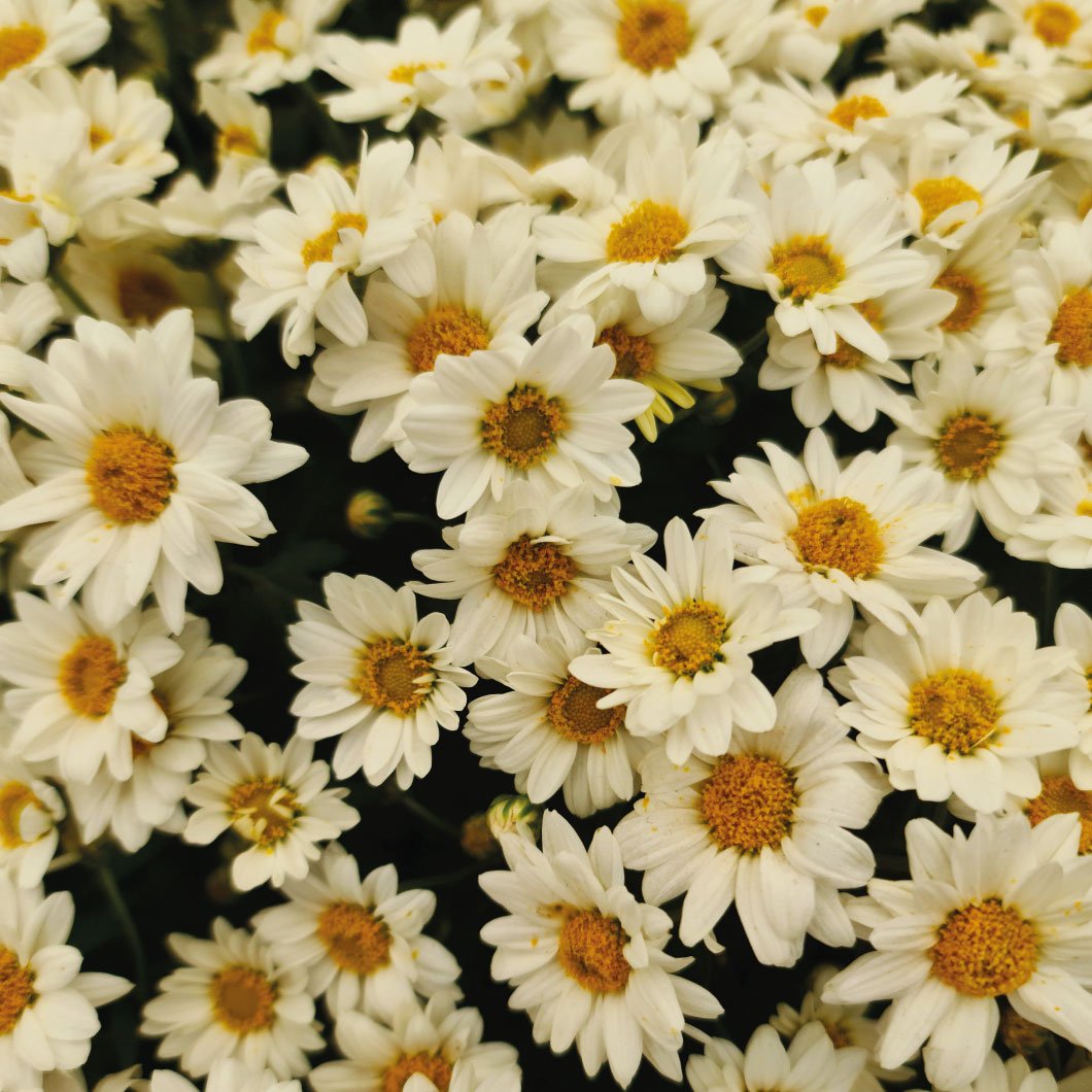 summer at field of flowers 4