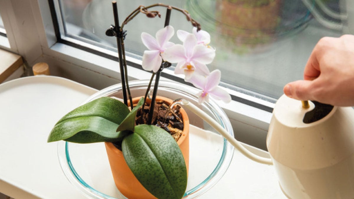 water my orchid plant