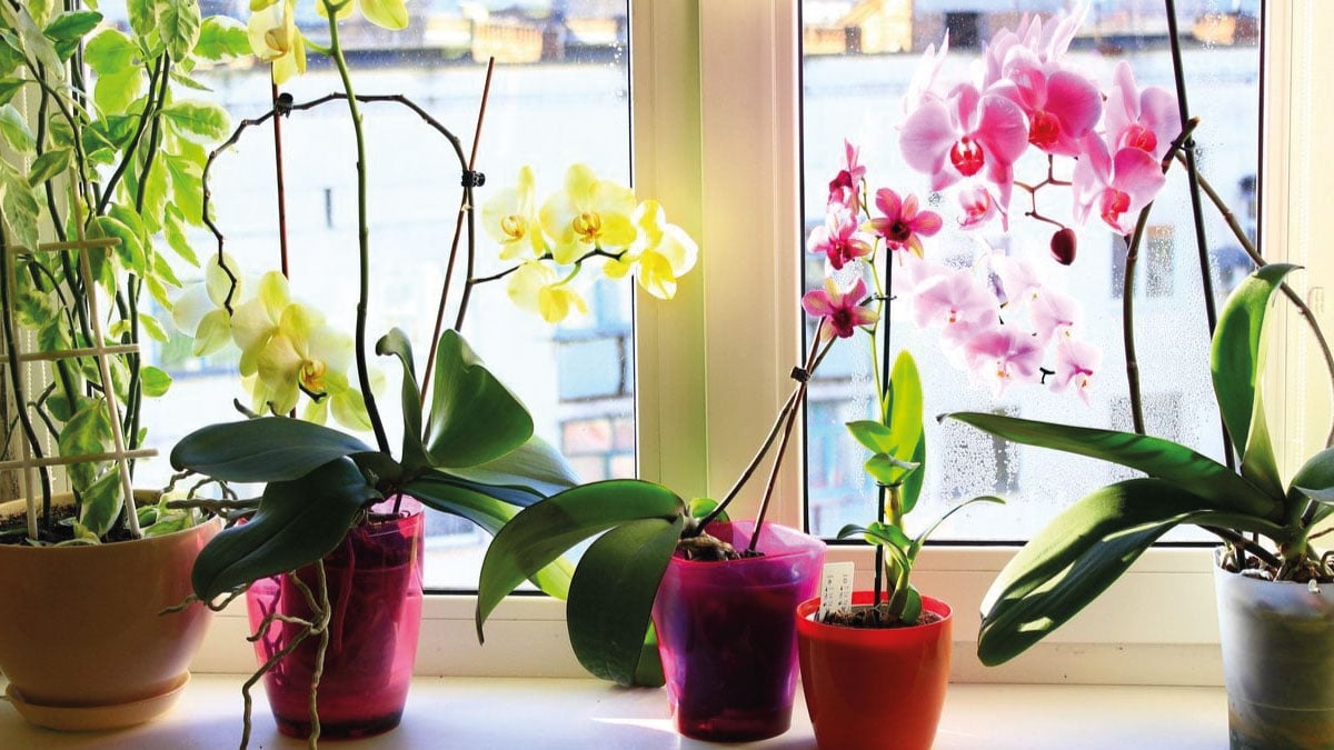 water my orchid plant2