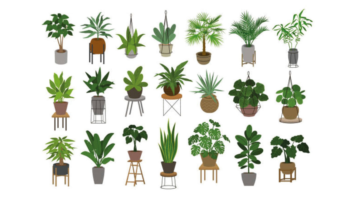 we have fancy indoor potted plants for you