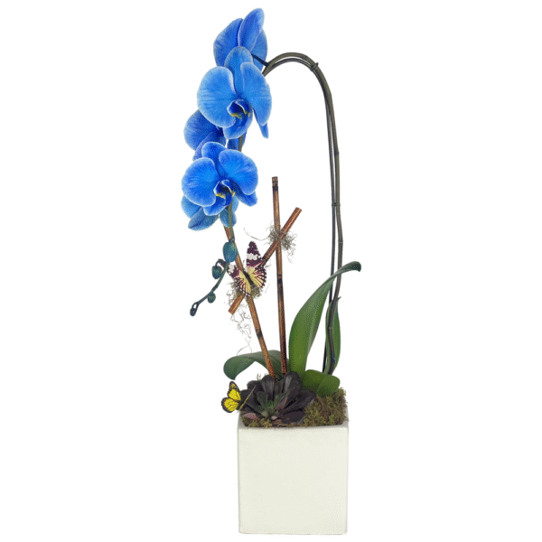blue mystique 003 50043