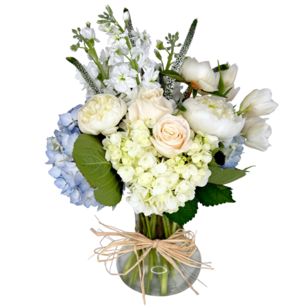hydrangea haze