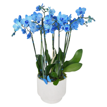 blue/white mystique