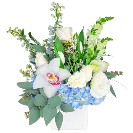 serenade in white