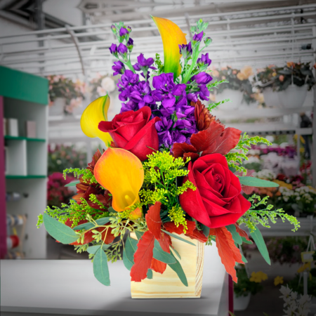 cube of brightness (jan 14th 17th )