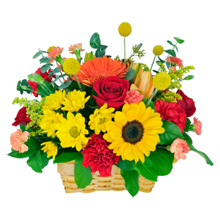 lovely bloom (nov 5th & 8th ) a