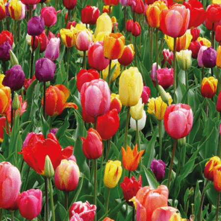 recuadro flower market