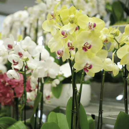 recuadro orchids and plants