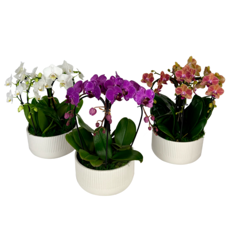 cascade garden orchid