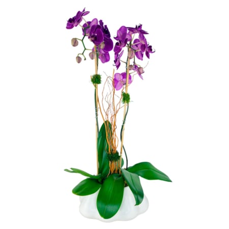 twin orchid grace (copy)